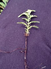 Chamaecyparis lawsoniana