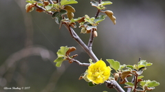 Fremontodendron californicum