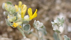 Acmispon argophyllus