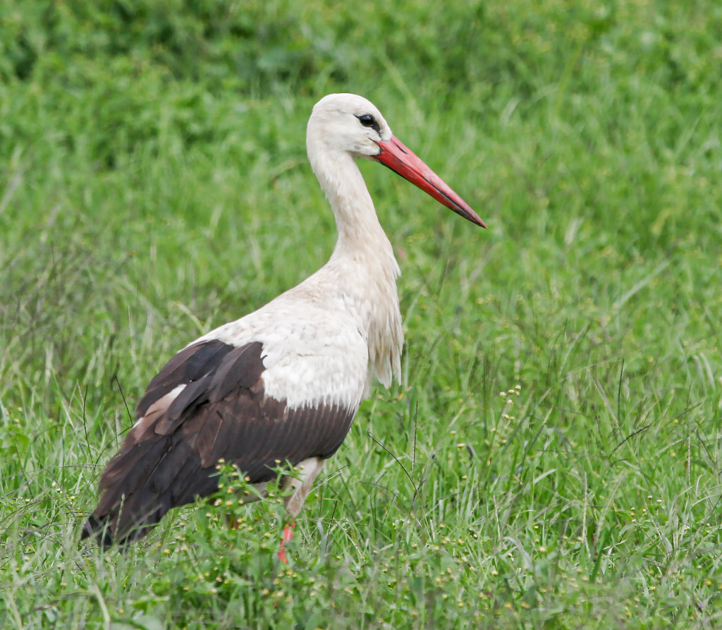 White Stork From Wakkerstroom 2480 South Africa On March 21 2005 At white-stork-from-wakkerstroom-2480-south-africa-on-march-21-2005-at