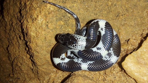Barred Wolf Snake, Lycodon striatus