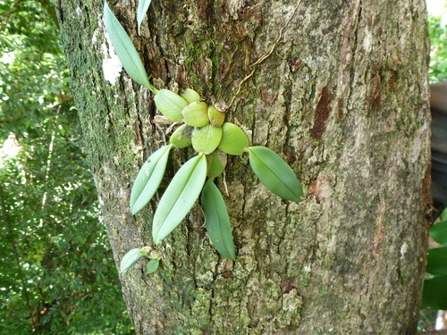 Image of Rossioglossum ampliatum by (c) fern Wildtruth, some rights reserved (CC BY)