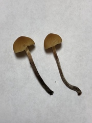 Galerina badipes