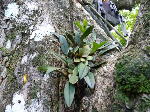 Rossioglossum ampliatum, photograph 5