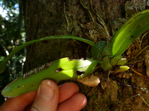 Image of Rossioglossum ampliatum by (c) fern Wildtruth, some rights reserved (CC BY)