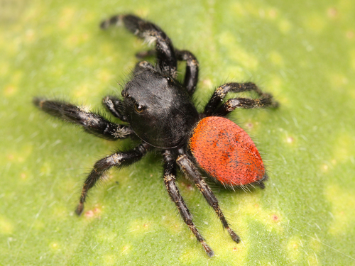 Johnson's Jumping Spider