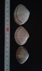 Mactra stultorum