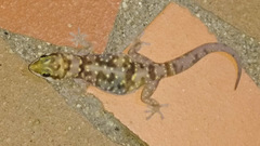 Pachydactylus bicolor