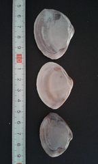 Mactra stultorum