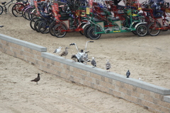 Larus californicus
