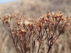 Euthamia gymnospermoides