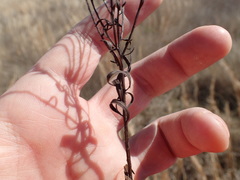 Euthamia gymnospermoides