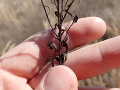 Euthamia gymnospermoides