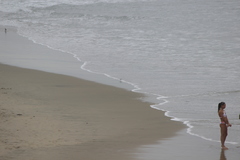 Calidris alba