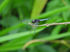 Erythrodiplax laurentia