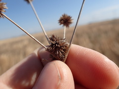 Juncus validus