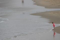 Calidris alba
