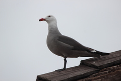 Larus heermanni