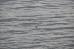 Gavia stellata