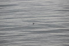 Gavia stellata