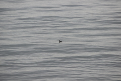 Gavia stellata