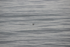 Gavia stellata