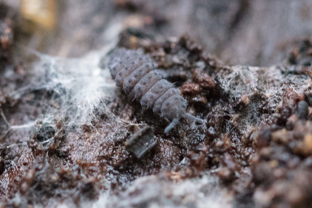 Morulina multatuberculata