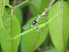 Erythrodiplax laurentia