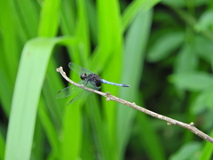Erythrodiplax laurentia