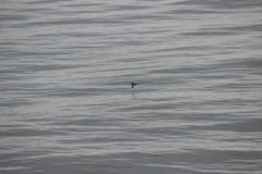 Gavia stellata