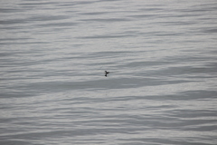 Gavia stellata