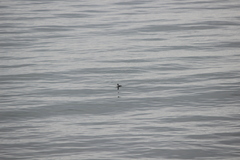 Gavia stellata