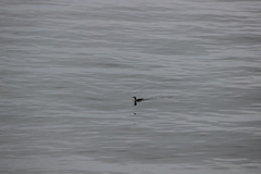 Gavia stellata