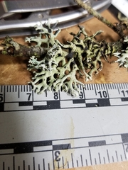 Hypogymnia tubulosa image