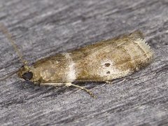 Acrobasis vaccinii