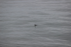 Gavia stellata