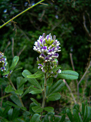 Otholobium foliosum subsp. foliosum image