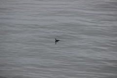 Gavia stellata