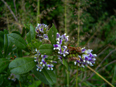 Otholobium foliosum image