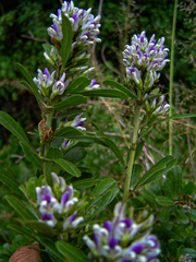 Otholobium foliosum subsp. foliosum image