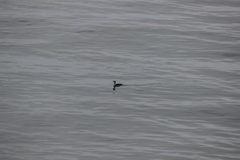 Gavia stellata