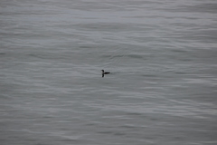 Gavia stellata