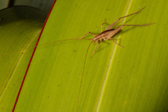 Talitropsis poduroides