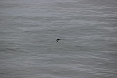 Gavia stellata