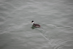 Aechmophorus occidentalis