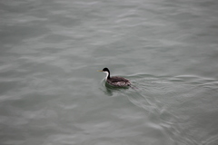 Aechmophorus occidentalis