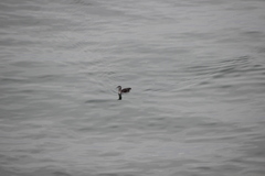 Gavia stellata