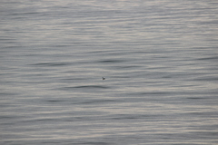 Aechmophorus occidentalis