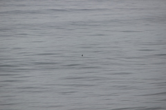 Aechmophorus occidentalis