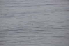 Aechmophorus occidentalis